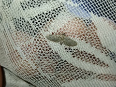 Eupithecia maspalomae