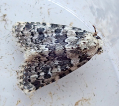 Bryophila domestica