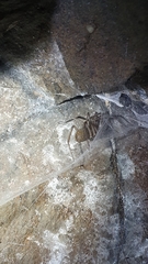 Lycosoides coarctata