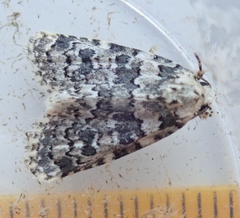Bryophila domestica