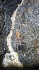 Lycosoides coarctata