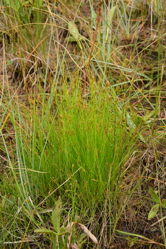Image of Rhynchospora capillacea by no rights reserved