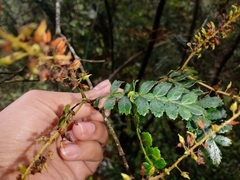 Weinmannia intermedia