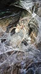 Lycosoides coarctata