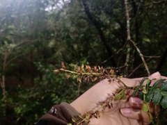 Weinmannia intermedia