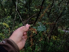 Weinmannia intermedia