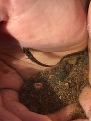 Gasterosteus aculeatus