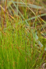 Rhynchospora capillacea