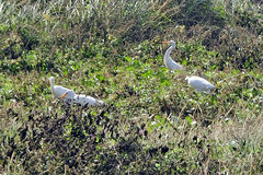Bubulcus ibis