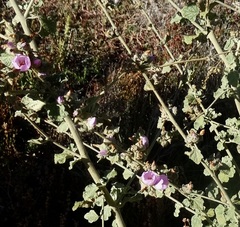 Malacothamnus fasciculatus