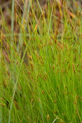 Rhynchospora capillacea