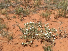 Euploca convolvulacea