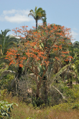 Erythrina mulungu