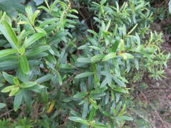Veronica strictissima