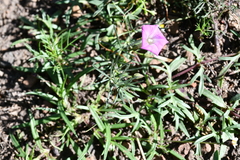 Ipomoea capillacea
