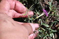 Ipomoea capillacea