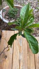 Sideroxylon lanuginosum