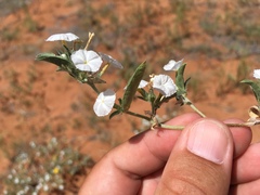Euploca convolvulacea