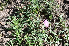Ipomoea capillacea