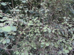 Coprosma rotundifolia