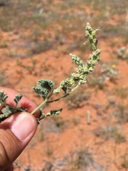 Dalea lanata terminalis