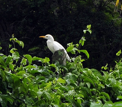 Bubulcus ibis