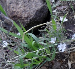 Stephanomeria exigua