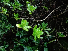 Sedum praealtum