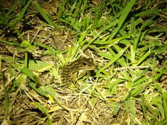 Lithobates berlandieri
