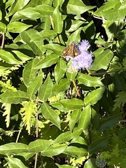 Papilionoidea