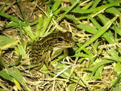 Lithobates berlandieri