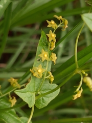 Sicyoeae