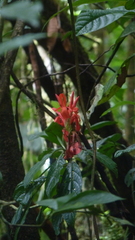 Aphelandra