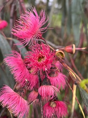 Myrtaceae