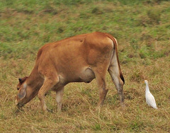 Bubulcus ibis