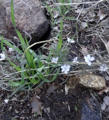 Stephanomeria diegensis