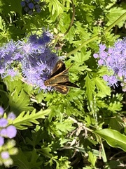 Papilionoidea