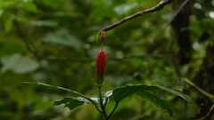 Malvaviscus arboreus