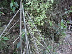 Pseudopanax crassifolius