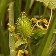 Sicyoeae