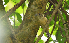 Thamnophilus atrinucha