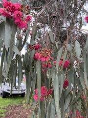 Myrtaceae