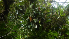 Mucuna