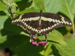 Heraclides cresphontes