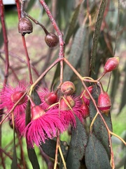 Myrtaceae