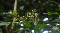 Koanophyllon pittieri