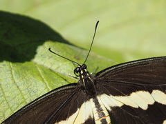 Heraclides cresphontes