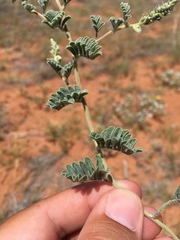 Dalea lanata terminalis