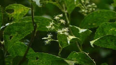 Koanophyllon pittieri