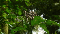 Koanophyllon pittieri